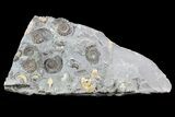 Ammonite (Promicroceras) Cluster - Somerset, England #86260-1
